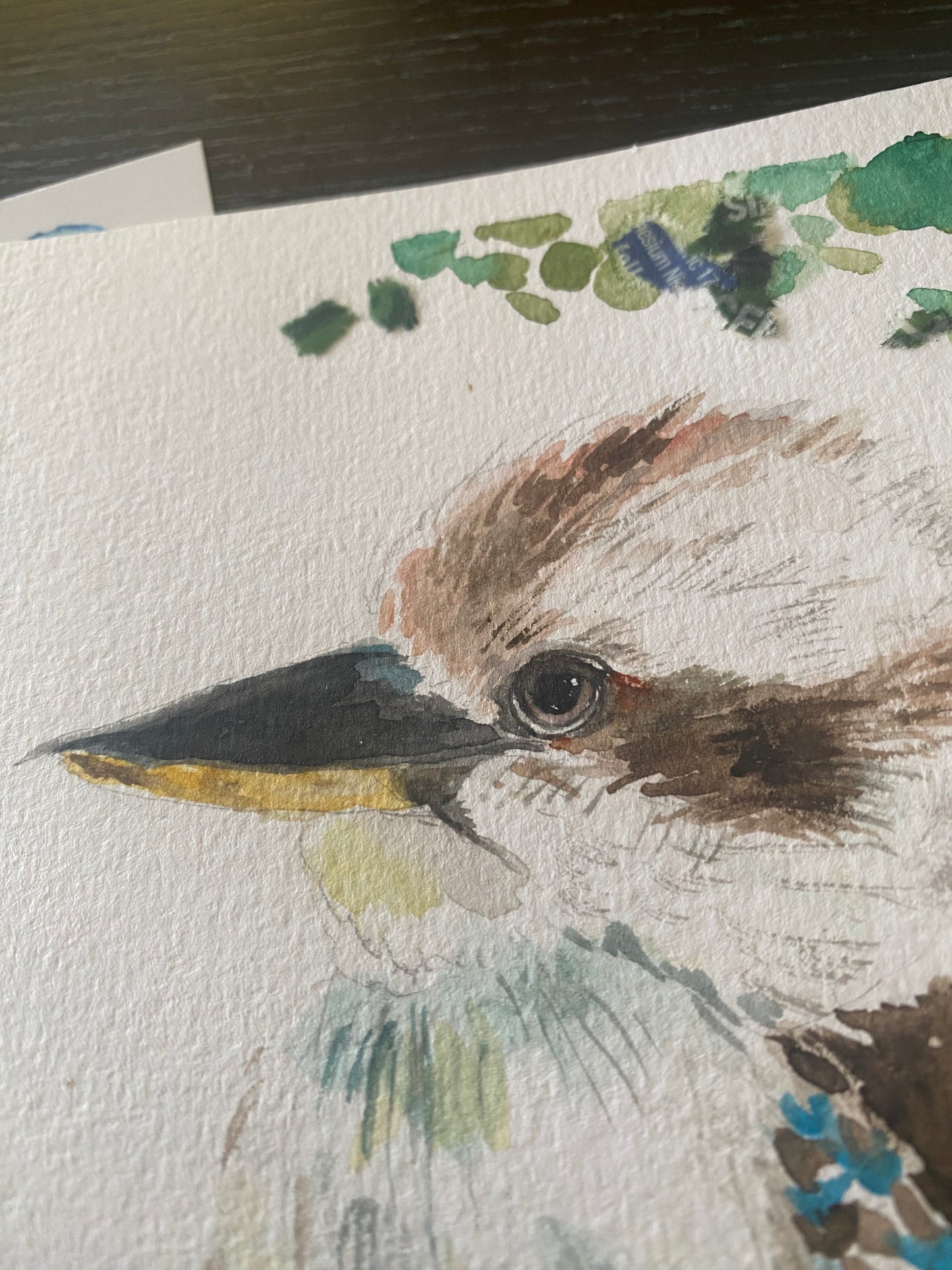 Kookaburra