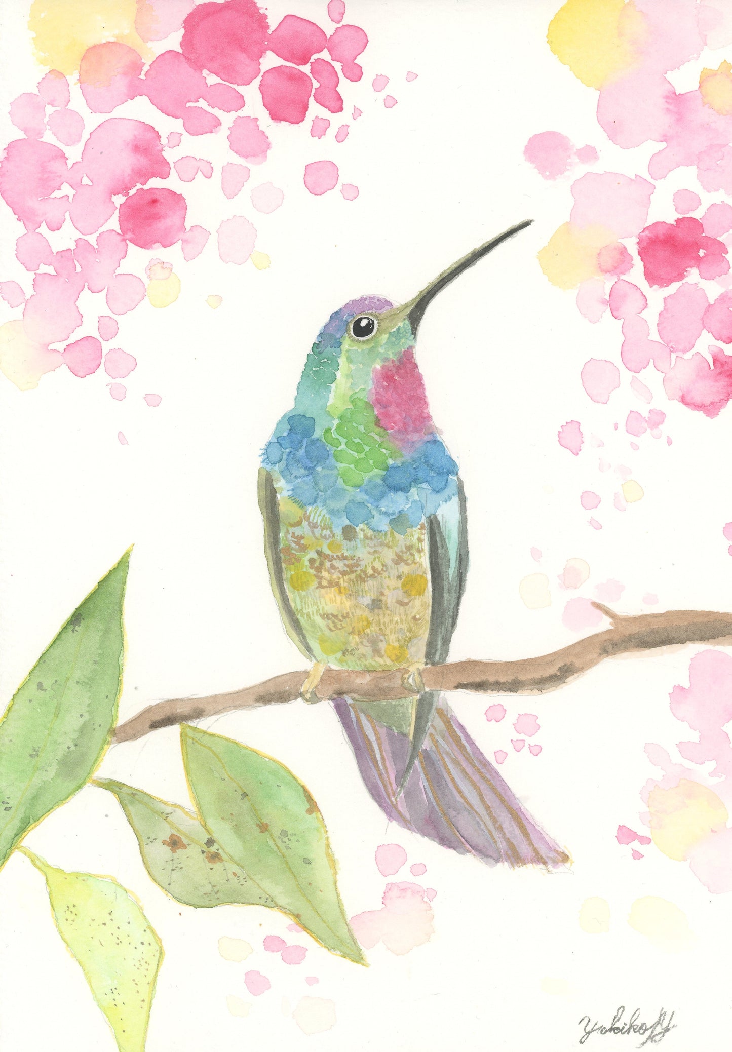 Hummingbird 華